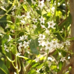 Duboisia myoporoides (Corkwood, Eye-opening Tree) at Buangla, NSW - 20 Sep 2023 by plants