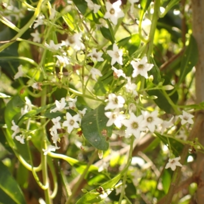 Duboisia myoporoides (Corkwood, Eye-opening Tree) at Buangla, NSW - 20 Sep 2023 by plants