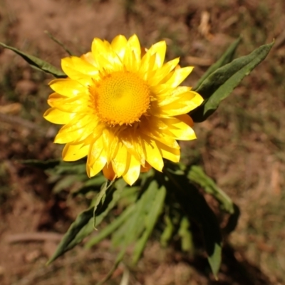 Xerochrysum bracteatum (Golden Everlasting) at Morton State Conservation Area - 20 Sep 2023 by plants