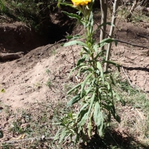 Xerochrysum bracteatum at Buangla, NSW - 21 Sep 2023 09:51 AM