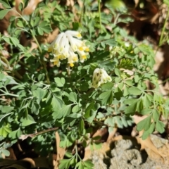 Pseudofumaria alba at Captains Flat, NSW - 21 Sep 2023 by Csteele4