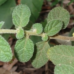 Acalypha nemorum (Hairy Acalypha) at Buangla, NSW - 21 Sep 2023 by plants