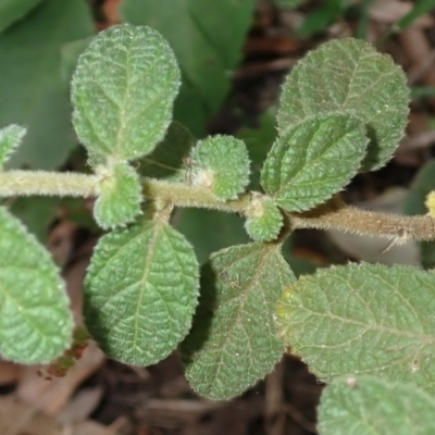 Acalypha nemorum (Hairy Acalypha) at Morton State Conservation Area - 21 Sep 2023 by plants