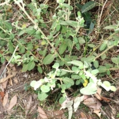 Acalypha nemorum at Buangla, NSW - 21 Sep 2023