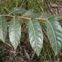 Glochidion ferdinandi var. pubens (Hairy Cheese Tree) at Buangla, NSW - 21 Sep 2023 by plants