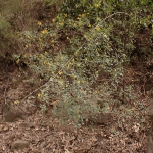 Goodia lotifolia at Buangla, NSW - 21 Sep 2023