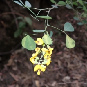 Goodia lotifolia at Buangla, NSW - 21 Sep 2023