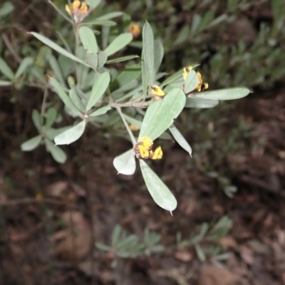 Pultenaea daphnoides (Large-leaf Bush-pea) at Buangla, NSW - 21 Sep 2023 by plants
