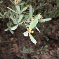 Pultenaea daphnoides (Large-leaf Bush-pea) at Buangla, NSW - 21 Sep 2023 by plants