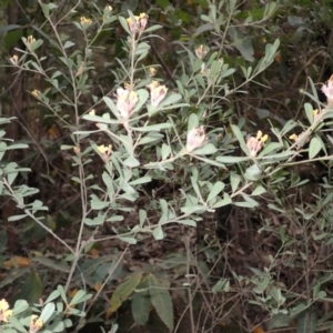 Pultenaea daphnoides at Buangla, NSW - 21 Sep 2023