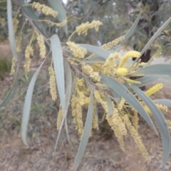 Acacia binervia (Coastal Myall, Kai'arrewan) at Barringella, NSW - 21 Sep 2023 by plants