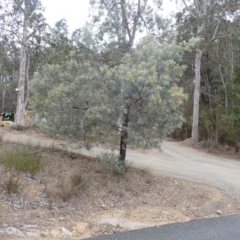 Acacia binervia at Barringella, NSW - 21 Sep 2023