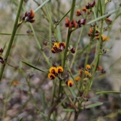 Daviesia leptophylla (Slender Bitter Pea) at Captains Flat, NSW - 21 Sep 2023 by Csteele4