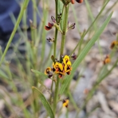 Daviesia leptophylla at Captains Flat, NSW - 21 Sep 2023 04:23 PM