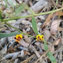 Daviesia leptophylla at Captains Flat, NSW - 21 Sep 2023