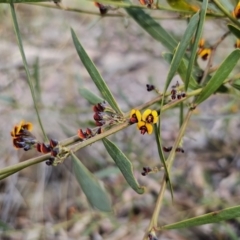 Daviesia leptophylla at Captains Flat, NSW - 21 Sep 2023 04:23 PM