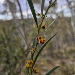 Daviesia leptophylla at Captains Flat, NSW - 21 Sep 2023 04:23 PM