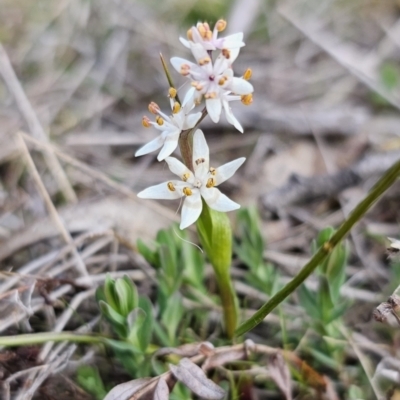 Wurmbea dioica subsp. dioica (Early Nancy) at QPRC LGA - 21 Sep 2023 by Csteele4