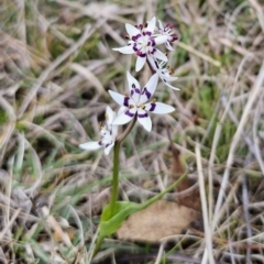 Wurmbea dioica subsp. dioica at Captains Flat, NSW - 21 Sep 2023