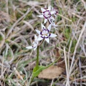 Wurmbea dioica subsp. dioica at Captains Flat, NSW - 21 Sep 2023 04:35 PM