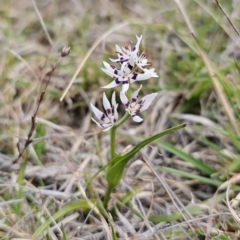Wurmbea dioica subsp. dioica at Captains Flat, NSW - 21 Sep 2023