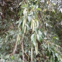 Parsonsia straminea (Common Silkpod) at Bamarang, NSW - 21 Sep 2023 by plants