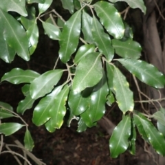 Myrsine howittiana (Brush Muttonwood) at Bamarang, NSW - 21 Sep 2023 by plants