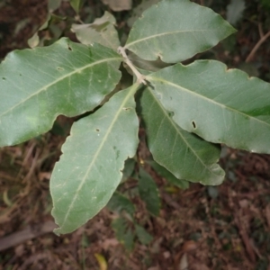 Notelaea longifolia f. longifolia at Bamarang, NSW - 21 Sep 2023