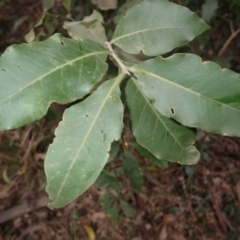 Notelaea longifolia f. longifolia (Mock Olive) at Bamarang, NSW - 21 Sep 2023 by plants