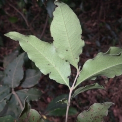 Notelaea longifolia f. longifolia at Bamarang, NSW - 21 Sep 2023 01:11 PM