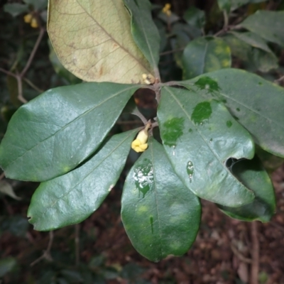 Pittosporum revolutum (Large-fruited Pittosporum) at Bamarang, NSW - 21 Sep 2023 by plants
