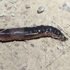 Oligochaeta (class) (Unidentified earthworm) at Mount Majura - 21 Sep 2023 by sbittinger