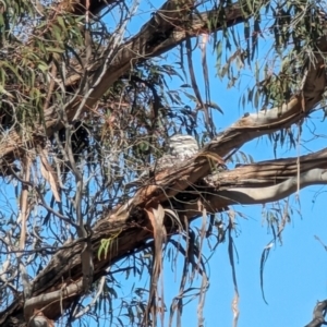 Podargus strigoides at Mawson, ACT - 22 Sep 2023 10:46 AM