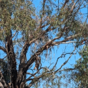 Podargus strigoides at Mawson, ACT - 22 Sep 2023 10:46 AM