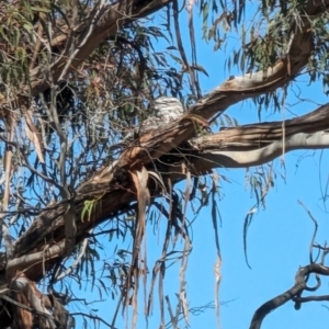 Podargus strigoides at Mawson, ACT - 22 Sep 2023 10:46 AM