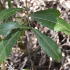 Myrsine variabilis (Muttonwood) at Buangla, NSW - 20 Sep 2023 by plants