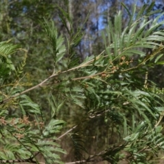 Acacia filicifolia at Buangla, NSW - 20 Sep 2023 by plants