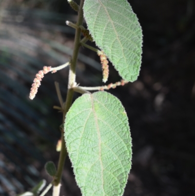 Acalypha nemorum (Hairy Acalypha) at Buangla, NSW - 20 Sep 2023 by plants