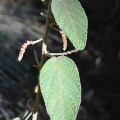 Acalypha nemorum (Hairy Acalypha) at Buangla, NSW - 21 Sep 2023 by plants