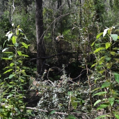 Astrotricha latifolia (Broad-leaf Star Hair) at Buangla, NSW - 21 Sep 2023 by plants