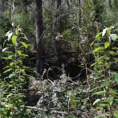 Astrotricha latifolia (Broad-leaf Star Hair) at Buangla, NSW - 20 Sep 2023 by plants