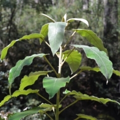 Astrotricha latifolia at Buangla, NSW - 21 Sep 2023