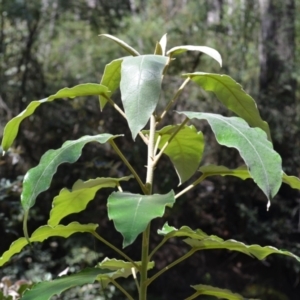 Astrotricha latifolia at Buangla, NSW - 21 Sep 2023