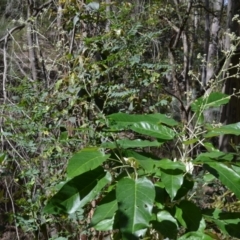 Astrotricha latifolia at Buangla, NSW - 21 Sep 2023 01:39 AM