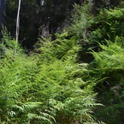 Pteris tremula (Tender Brake) at Buangla, NSW - 21 Sep 2023 by plants