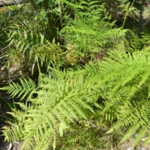 Pteris tremula at Buangla, NSW - 21 Sep 2023