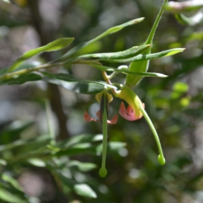 Grevillea arenaria subsp. arenaria (Nepean Spider Flower) at Morton State Conservation Area - 20 Sep 2023 by plants