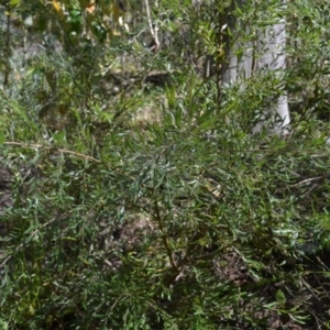 Grevillea arenaria subsp. arenaria at Buangla, NSW - 21 Sep 2023