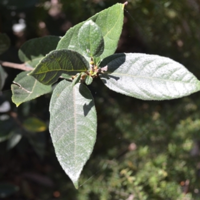 Ficus coronata (Creek Sandpaper Fig) at Buangla, NSW - 21 Sep 2023 by plants