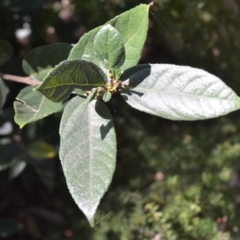Ficus coronata (Creek Sandpaper Fig) at Buangla, NSW - 20 Sep 2023 by plants